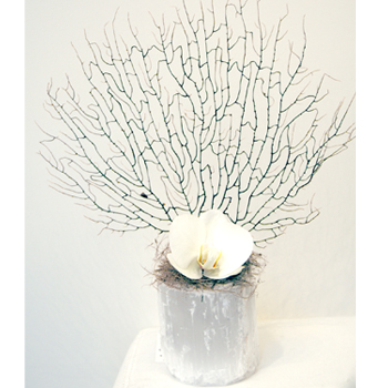 Sea Fan Vase
