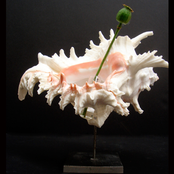 Murex Specimen vase