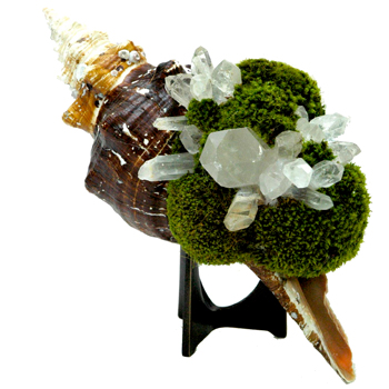 Conch with crystals