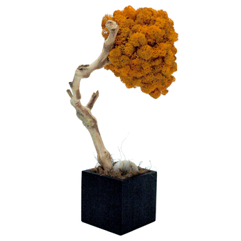Japanese Dream-Hive