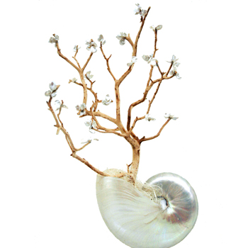 Keishi Pearl-Nautilus