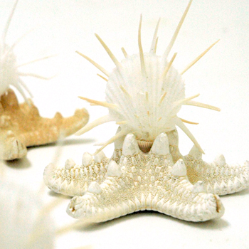 Specimen Shell Card Holder